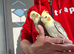 Super silly hand tamed baby cockatiel