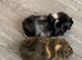 Guinea pigs