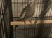 2 Beautiful cockatiels looking for a new home