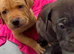 Bullmastiff cross cane corso puppies