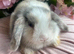 Mini lop