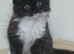 Coco the long haired kitten
