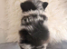 KOREAN MALTIPOM puppies ready soon!