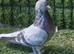 Turkish pigeons