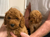 Poodle