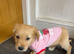 Golden retriever girl KC reg