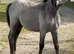 Stunning Section a Colt