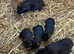 Black guinea pigs