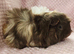 2 sows available