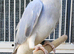 Beautiful Rare Opaline Cleartail Mutation Baby Ringneck