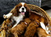 Health Tested F1 Red CavaPoos