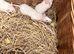 Beautiful Dumbo x Rex rats
