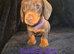5 miniature dachshund puppies