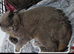 British blue shorthair male