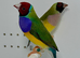 Beautiful pair of red head Gouldian finches