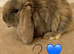 Pure Bred French Lops