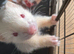 X2 male ferrets complete with cage and accessories