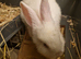 Little White Girl Needs Loving Home