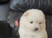 5 beautifull pomeranian baby's
