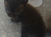 3 bsh cross kittens ready now