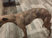 KC reg Blue Brindle Female Whippet