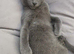 Stunning Grey & Grey-White Kittens Raised in a Loving Family Home