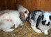Baby rabbits for sale
