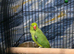 Yellow indian ringneck also have green indian ringneck parrot