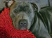Staffy looking for his forever home. Still available (28th may)