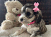 F1 Cockapoo Litter - 1 Girls & 3 Boys Available