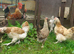Two beautiful Salmon Faverolle Hens Rare Heritage Breed