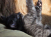 Melanistic Savannah kittens! £325 RARE