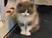 Persian x ragdoll 1 boy left