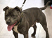 KC registered blue staffy available for stud