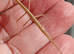 Baby Indian stick insects