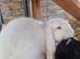 White pedigree french lop