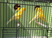proven hens canary’s