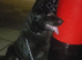 2 years old female German shepherd
