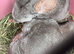 2 chinchillas