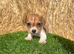 Jack Russell puppies