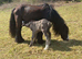 Cutest Mare & Colt Foal