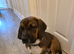 Basset Hound cross