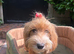 Daisy the cockapoo