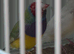 Nice male finches..