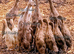 Pairs &Trios RARE Fawn Indian Runner Ducks