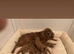 F1 cavapoo puppy's