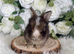 Vaccinated Pedigree English Angoras  xxx