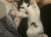 Black and white fluffy male kitten