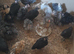 Bantam chickens
