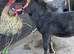 Filly part bred cob